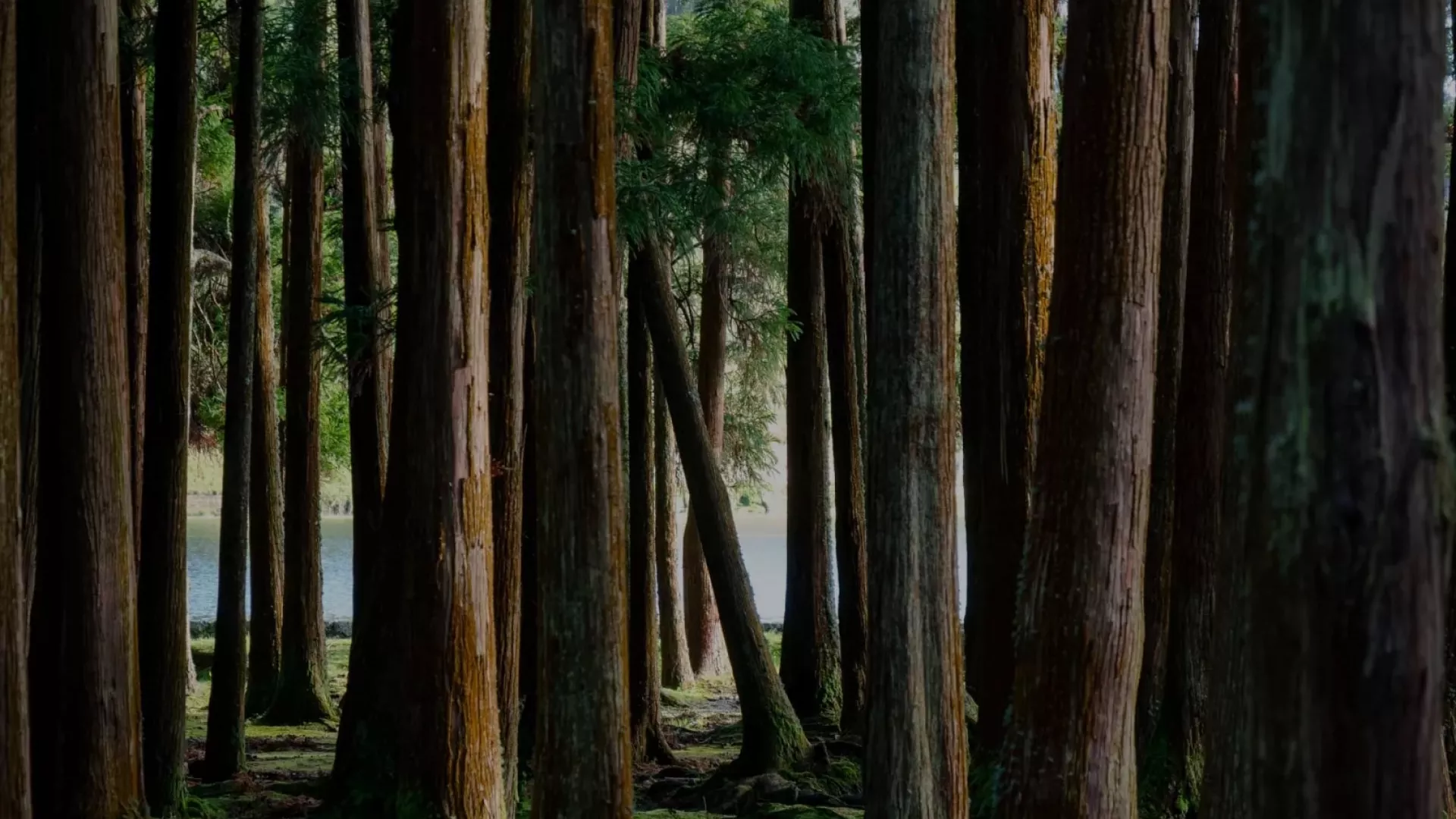 forest