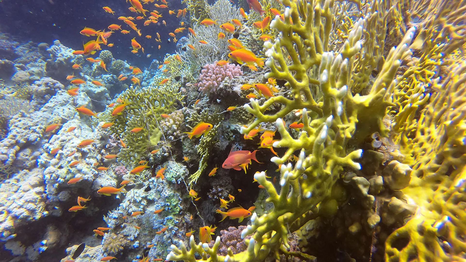 limpeza-dos-oceanos.jpg limpeza-dos-oceanos.jpg