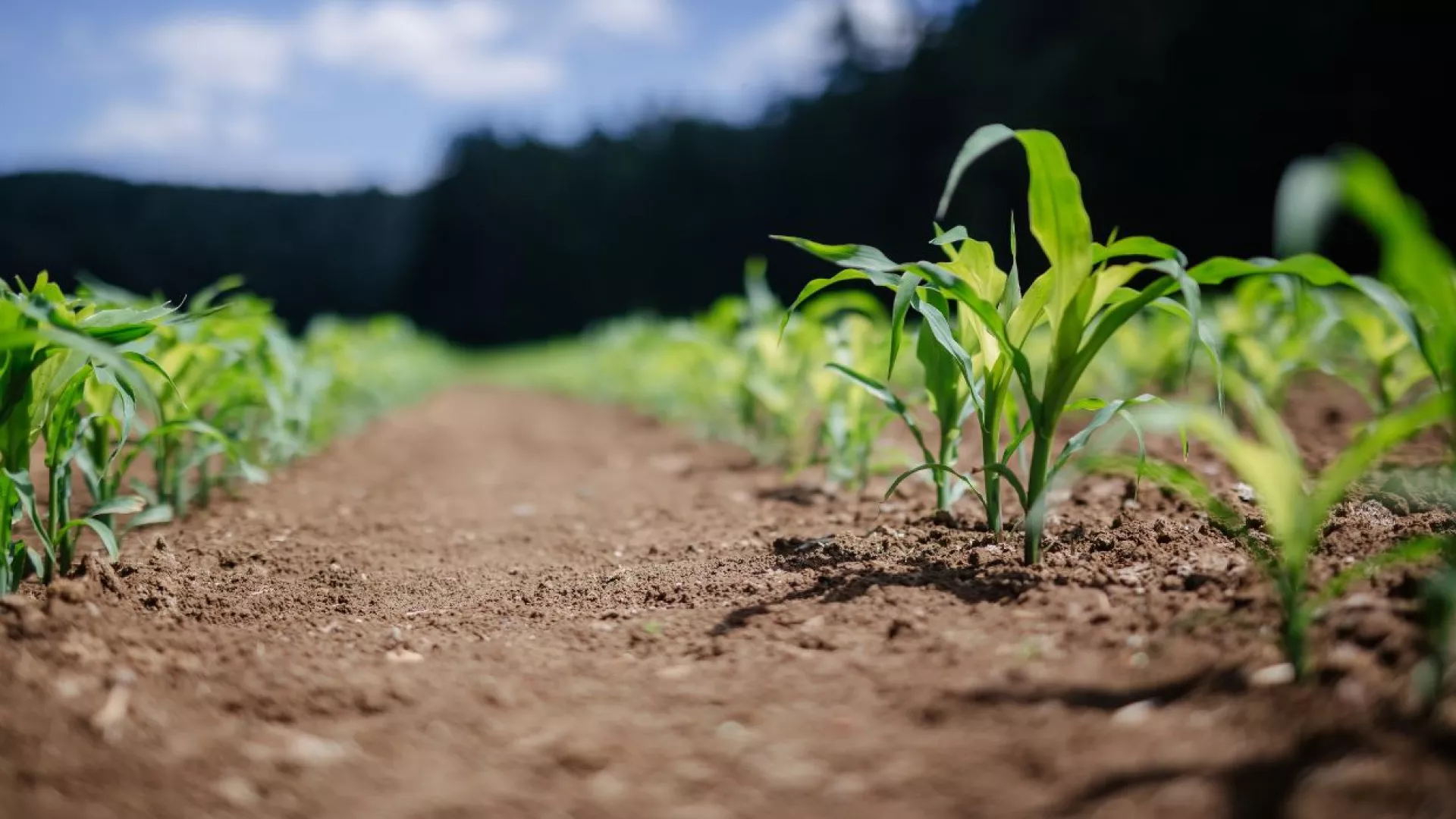 sustainable%20agriculture.jpg sustainable%20agriculture.jpg