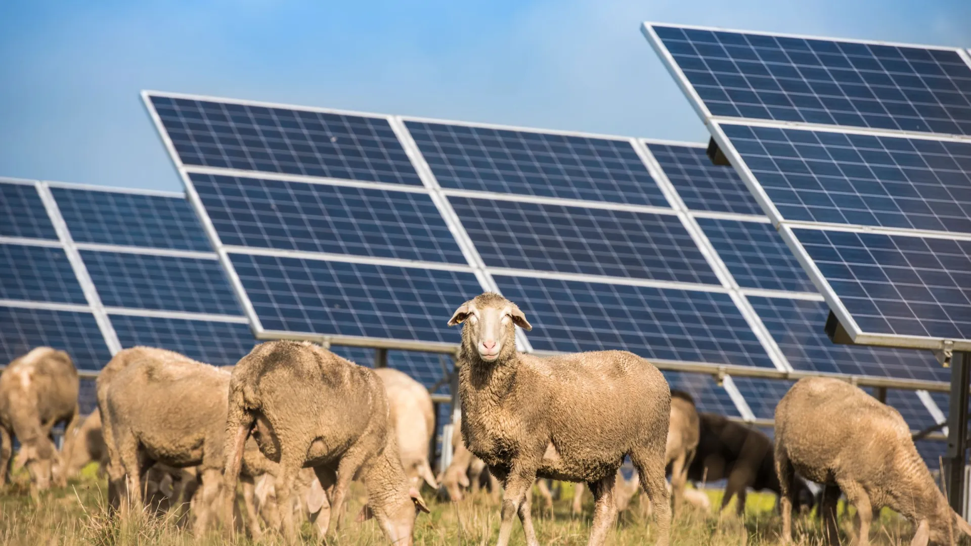 EDP%20Renewables%20Australia.jpg EDP%20Renewables%20Australia.jpg