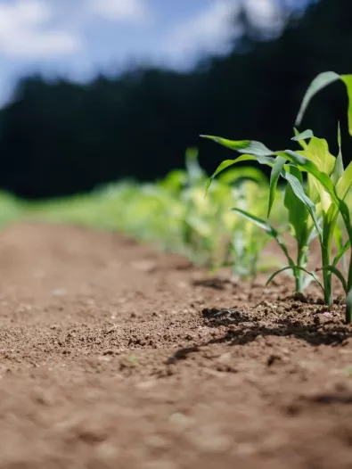sustainable%20agriculture.jpg